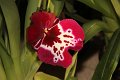 Phalaenopsis   091